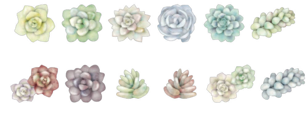 succulent washi tape Succulent Dam Bande Washi Sticker Roll Tape Japanese