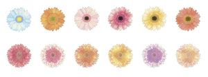 Gerbera Daisy Bande Washi Tape Sticker Rolls Japanese
