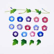 Bande Masking Art Kit Morning Glory Washi Tape Sticker Roll &amp; transfer roll - Japanese