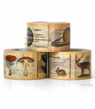 showing 3 rolls of mt encyclopedia, solar system, plants, and animals